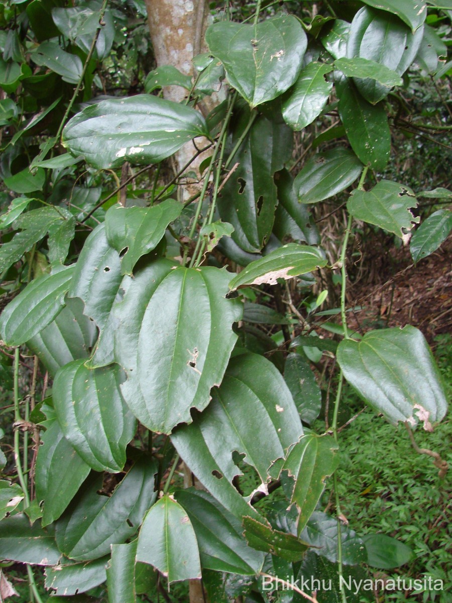 Smilax perfoliata Lour.